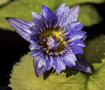Purple Lotus Flower in Bloom on a Lily photo