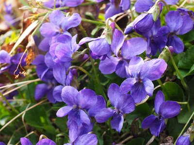 Blossom bloom viola odorata