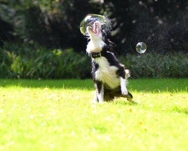 Playful border collie funny photo