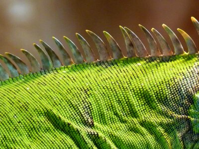 Animal biology camouflage