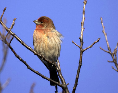 House Finch Male on branch photo