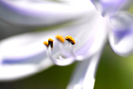 Early summer flowers agapanthus ムラサキクンシラン
