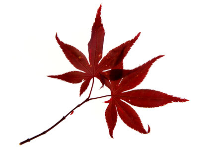 Autumn foliage , Japanese Red maple tree leaves