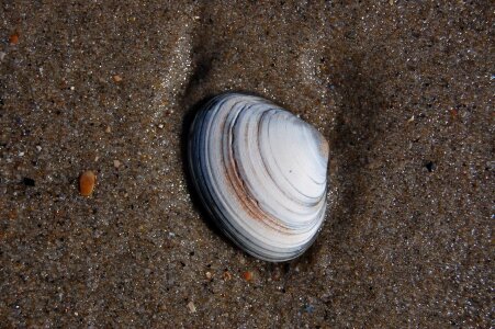 Beach sand seashell
