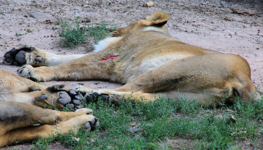 Zoo lion females lioness photo