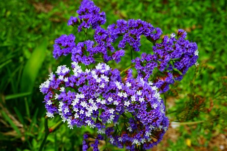 Bloom limonium sinuatum beach lilac