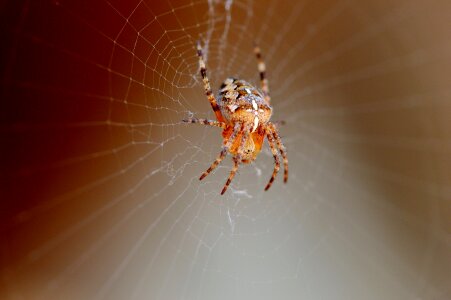 Cobweb animal nature