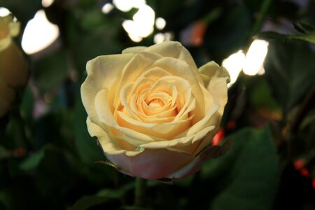 Bloom flower white