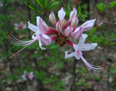 Blossom bloom petal
