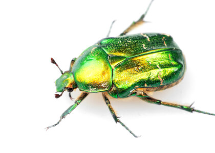 chafer photo