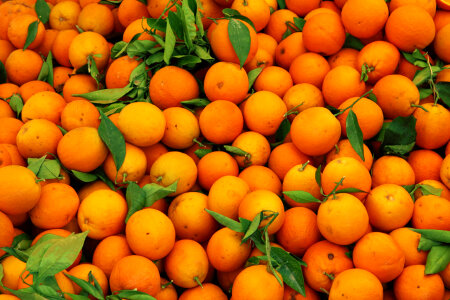 Orange Fruit Pattern photo