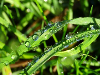 Dewdrop drip green photo