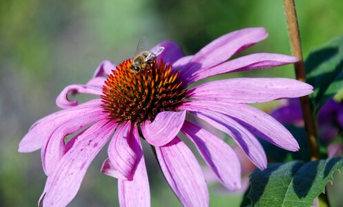 Anemones leaf nature