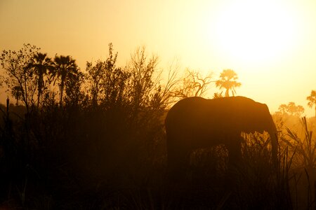 Sunset animal wildlife