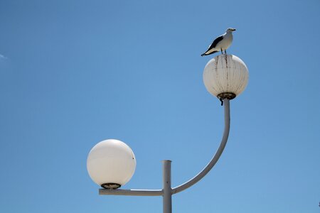 Blue seagull bird photo