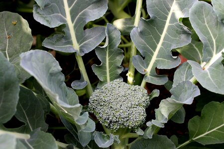Agriculture broccoli crops