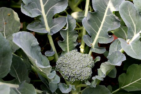 Agriculture broccoli crops photo