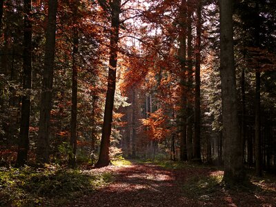 Fall color fall foliage light