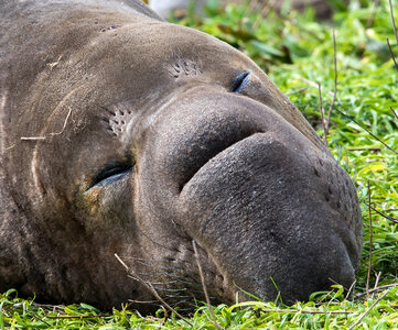 Elephant Seal sleeping photo