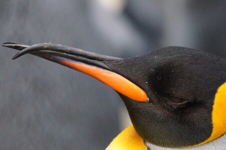 King penguin beautiful malformation photo
