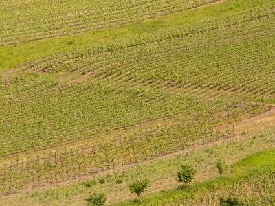 Winegrowing vines wine investment photo