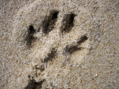 Sand dog paw tracks in the sand photo