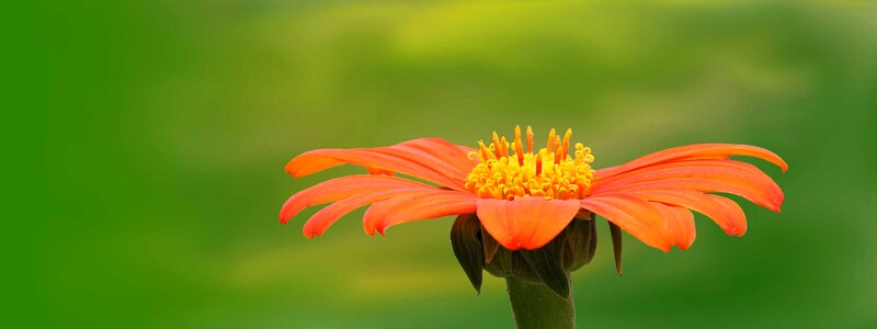 Beautiful Flowers bloom blooming