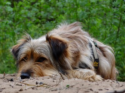 Brown pride fur photo