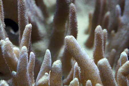 Underwater coral reef structure photo