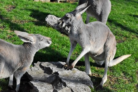 Grey kangaroo wildlife