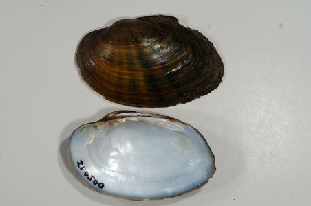 Clam freshwater mussel image