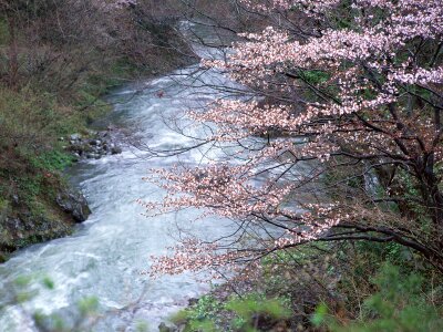 Mountain stream in the flower tree photo