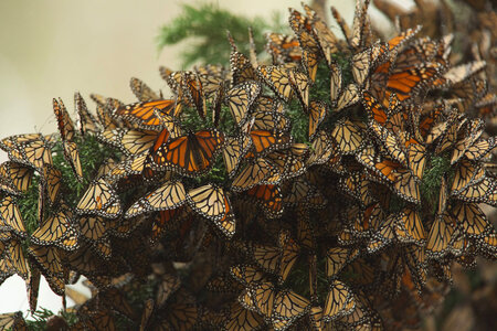 Monarch butterflies-2