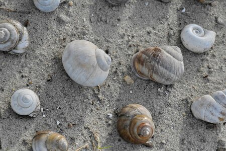Seashell snail seashore
