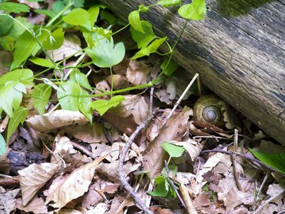 Snail leaves Free photos photo