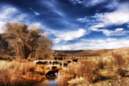 Sky clouds cattle photo