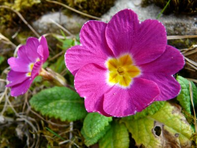 Primrose primula schaftlose schlüsselblume photo