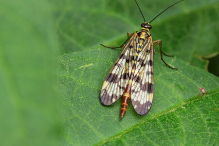 Female of scorpionfly photo