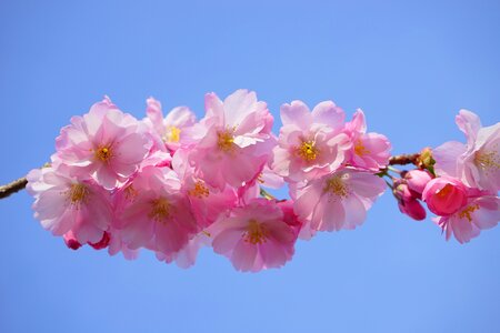 Branch japanese flowering cherry ornamental cherry photo