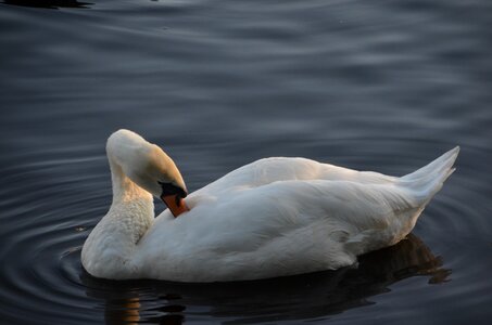 Fowl waterfowl white photo