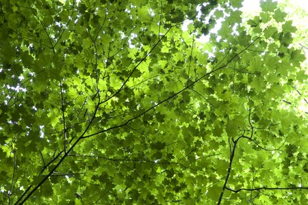 Dark Green evergreen green