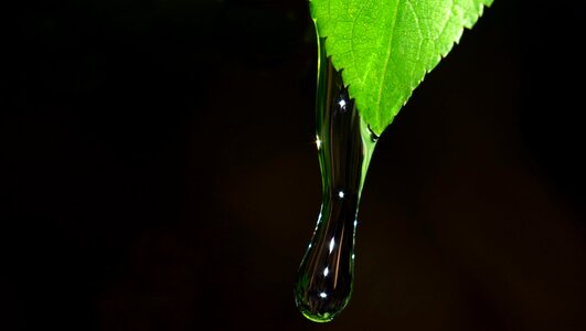 Dew drop green leaf photo