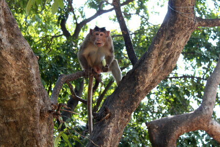 Monkey Eating Banana 2