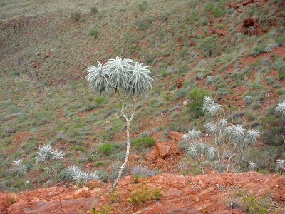 Desert tree 