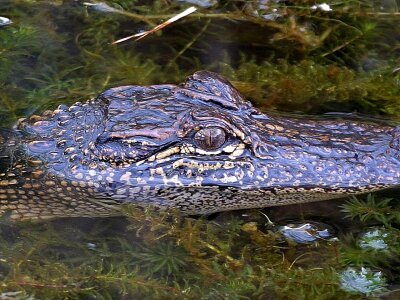 Alligator photo