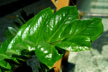 Green bright full