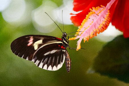 Insect elymnias hypermnestra nature