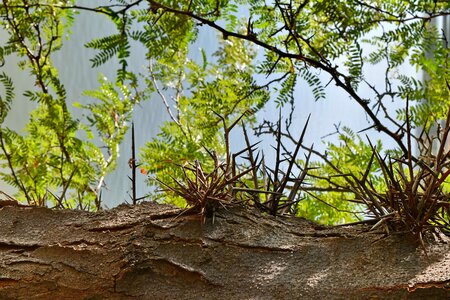 Spike thorn nature photo