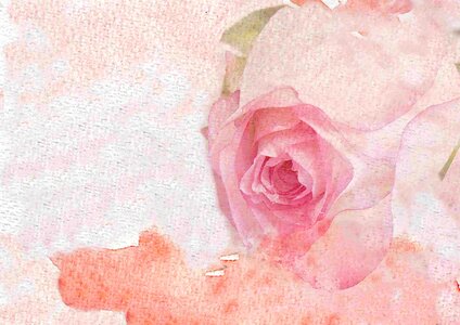 Art beautiful flowers herb