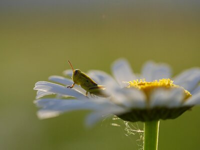 Animal blossom bug photo